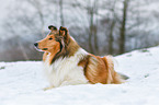 lying longhaired Collie