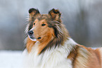 longhaired Collie Portrait