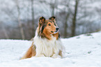 lying longhaired Collie