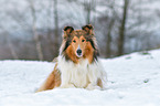 lying longhaired Collie