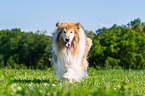 walking longhaired Collie
