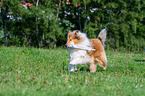 playing longhaired Collie
