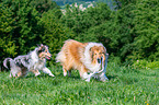 longhaired Collies