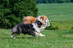 longhaired Collies