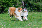 longhaired Collies