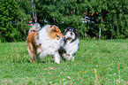 longhaired Collies