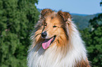 longhaired Collie Portrait