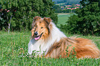 lying longhaired Collie