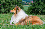 lying longhaired Collie
