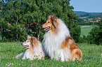 longhaired Collies