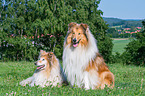 longhaired Collies