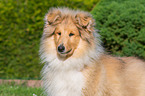 young longhaired Collie