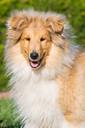 young longhaired Collie