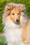 young longhaired Collie