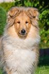 young longhaired Collie