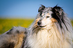 blue-merle Collie