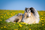 blue-merle Collie
