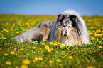 blue-merle Collie