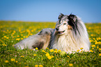 blue-merle Collie