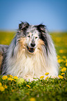 blue-merle Collie