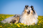 blue-merle Collie