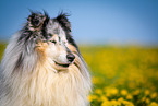 blue-merle Collie