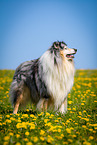 blue-merle Collie