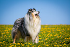 blue-merle Collie