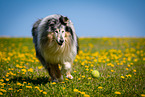 blue-merle Collie