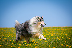 blue-merle Collie