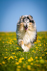 blue-merle Collie