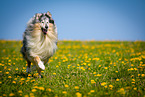 blue-merle Collie