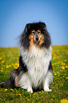 Collie on flower meadow