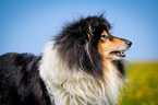 Collie Portrait