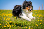 Collie on flower meadow