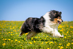 Collie on flower meadow
