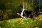 Collie on flower meadow