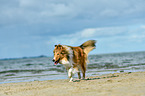 walking Collie