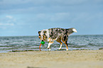 playing Collie