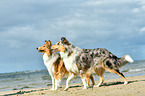 2 Collies