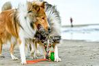 2 Collies