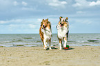 2 Collies