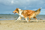 walking Collie