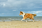 walking Collie