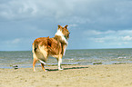 standing Collie