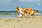 walking Collie