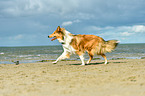 walking Collie