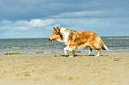 walking Collie
