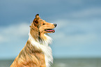 Collie Portrait
