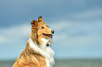 Collie Portrait